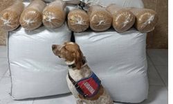 Yolcu otobüsünde 400 kilogram kaçak tütün ele geçirildi