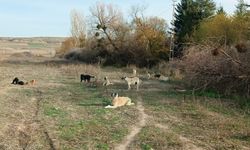 Eskişehir'deki o mahallede tedirgin eden görüntü!