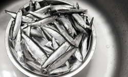 Eskişehir'de bu balık izdiham oluşturdu!