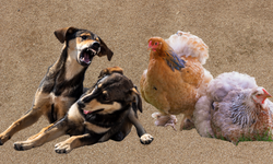 Eskişehir'de köpek korkusu: 11 tavuk telef oldu