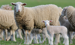 Eskişehir’de hayvan hırsızlarına Jandarma darbesi