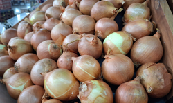 Eskişehir'de 40 bin ton soğan tarlada kaldı