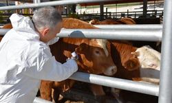 Eskişehir'de şap karantinası sürüyor!