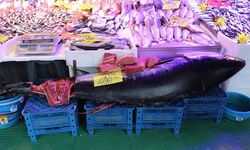 Dev orkinos görenleri şaşkına çevirdi