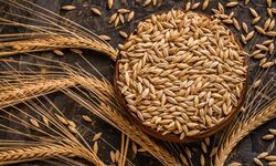 Türkiye'nin o illerinde arpa ekimi artıyor...
