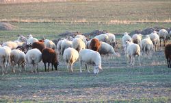 Eskişehir’de koyunlar kışı kırda geçiriyor