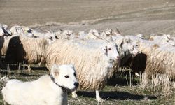 Ankara Tiftiği yeniden dünya markası oluyor