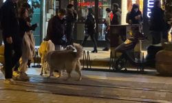 Evcil köpeğiyle yürüyordu, sokak köpekleri etrafını sardı