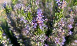 ESOGÜ’den büyük başarı: O ürün artık Eskişehir’de yetişiyor