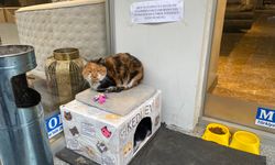 “Ben Suzi, dilenci değilim” yazısı görenleri gülümsetti