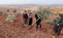 10 bin ağaç kırılarak yok edildi