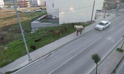Başıboş gezen atlar tehlike saçıyor