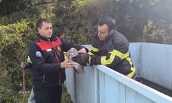 Baykuş kurtarma operasyonu