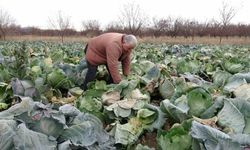 Çiftçiler alternatif ürünlerle zararlarını telefi ediyor