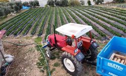 Çilekte kış hasadı: Bahçede kilogramı 130 TL