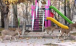 Çocuklar okula gidince, çocuk parkı yaban keçilerine kaldı