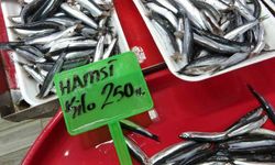 Hamsi bolluğu av baskısı oluşturdu