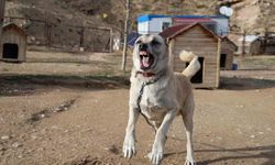 Kangallar kış modunu açtı, kar yağışını beklemeye başladı