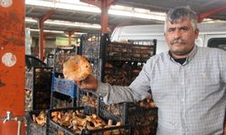 Kanlıca mantarı köylünün gelir kapısı oldu
