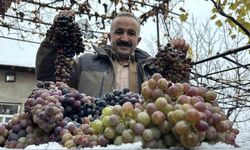 Kara kışa meydan okuyan lezzet: Kışlık üzüm dalından koparıldı