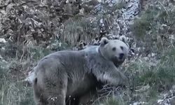 Kış uykusuna hazırlanan iki ayı görüntülendi