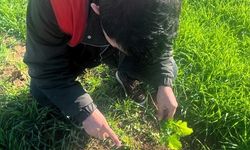 Kofçaz’da tarla faresine karşı etkin mücadele: Tarım arazilerinde fare tehdidi