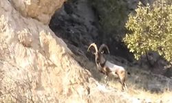 Koruma altındaki dağ keçileri görüntülendi
