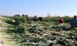 Pırasa hasadı başladı: 20-22 TL’den alıcı buluyor