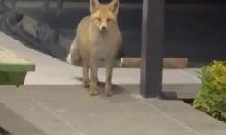 Tilki evin bahçesine girip kedi mamalarını yedi