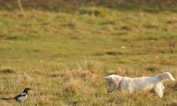 Van kedisine benzetti, fare avlayan köpek olduğu ortaya çıktı