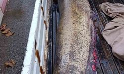 Yakalanan 65 kiloluk dev balık, görenleri şaşkına çevirdi