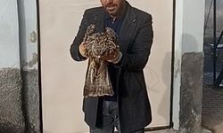 Yaralı kartal koruma altına alındı