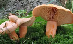 Yağmur yağdı, fiyatı 300 liradan 100 liraya düştü