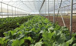 Eskişehir'de organik tarım tam not aldı