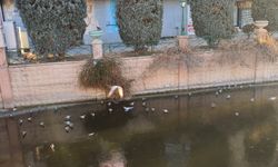 Porsuk Çayı dondu, güvercinler buz üzerinde gezdi