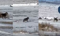 Kar yağdı kurtlar şehre yaklaştı