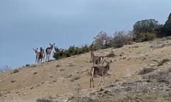 Eskişehir'de geyik sürüsü şaşkınlık yarattı