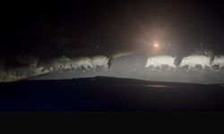 Eskişehir'de yolun karşısına geçmeye çalışan domuz sürüsü şaşkınlık yarattı!