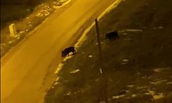 Aç kalan domuzlar şehre indi!