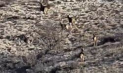 Kırsal alanda görüntülenen geyikler görenleri hayran bıraktı