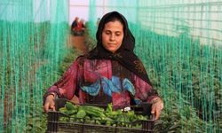 Tarım-GFE yıllık yüzde 34,24 arttı