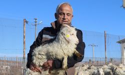 Nesli tükenen keçilere gözü gibi bakıyor
