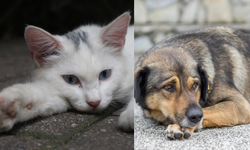 Sokak hayvanlarına dijital kimliklendirme