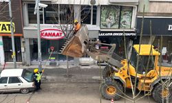 Ağaçlar kış budamasıyla güçleniyor