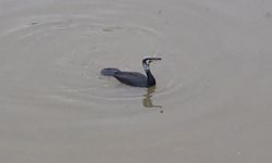 Porsuk Çayı’nda karabatak avı dikkat çekti