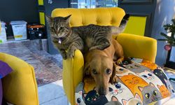 Eskişehir’de kedi ve köpeğin şaşırtan dostluğu
