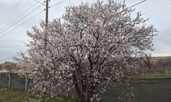 Cemre düştü, doğa erken uyandı: Eskişehir'de görsel şölen!