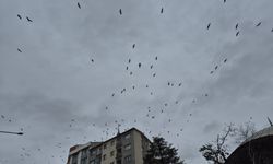 Leyleklerin gökyüzündeki dansı görsel şölen oluşturdu