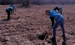 Adalet Ormanı'nda meyve mesaisi!