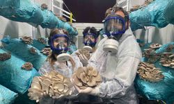 1 tona yakın hasat elde ediyor